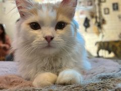 -平行世界·猫咖(首经贸店)