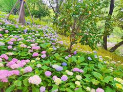 -和平公园