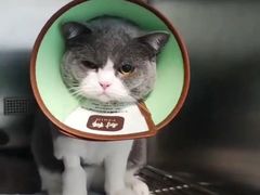 -御宝贝·A梦猫科宠物医院(国际猫友好医院)