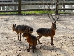 -苏州太湖西山岛开心农场