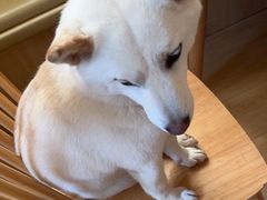 -柴の食堂·日式家庭料理·熊之肆(大学路店)