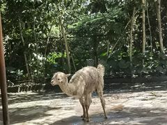 -深圳野生动物园