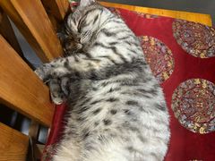 -老北京褡裢火烧·任记