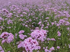 -西京湾花海