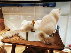 -瞄一喵猫咖(格力海岸店)