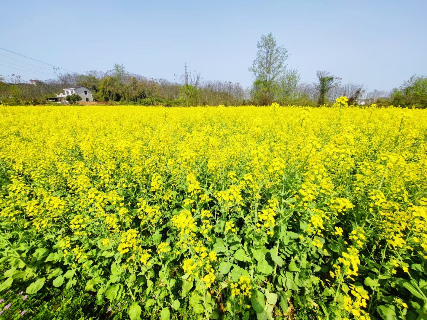 湖北四季分明,到了春天真的太多种元素了
桃花樱花油菜花,茶尖土菜
