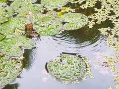 -西安大兴善寺