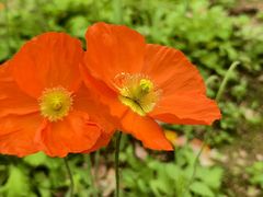 -天适樱花悠乐园