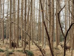 -东平国家森林公园