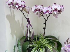 -Flower in(密渡桥店)