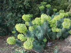 -墨尔本皇家植物园