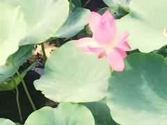 -天津东丽湖风景区