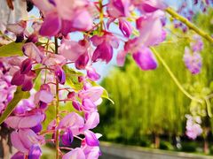 -海棠花溪(元大都城垣遗址公园)