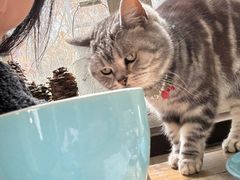 -海边的猫和咖啡馆