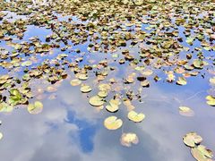 -尚贤河湿地