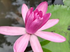 -曼听御花园