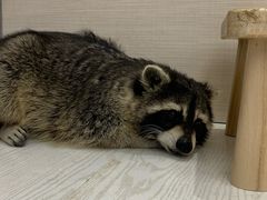 -浣熊柯尔鸭土拨鼠·电玩咖