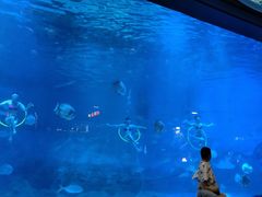 -烟台海昌鲸鲨海洋公园