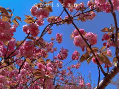 -顾村公园
