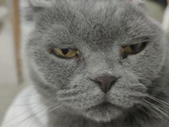 -喵的天空名猫咖啡馆·撸猫·猫舍·用品