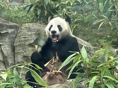 -武汉动物园