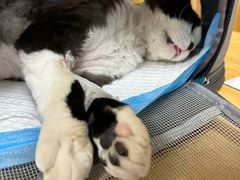 -美联众合动物医院·24h京西诊疗中心