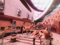 -陕西自然博物馆