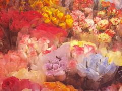 -花鸟鱼虫鲜花绿植市场(玉泉路店)