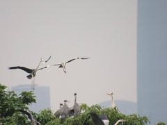 -海珠湖公园