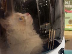 -四月宠物医院·猫专科·心脏专科·内科(转塘店)