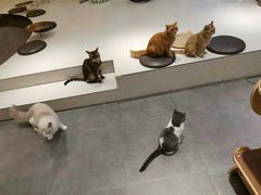 -飞行喵MR PILOT|猫舍·猫咖(静安大融城店)