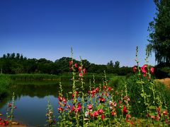 -大兴滨河森林公园