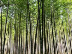 -同里国家湿地公园