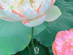 -陈家山荷花公园