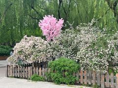 -莲花池公园