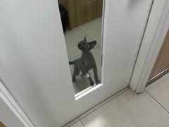-宠福鑫康馨动物医院·骨科·眼科