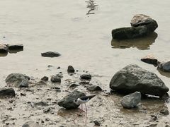 -深圳湾公园(南山区)