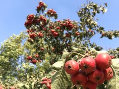 -武清南湖绿博园