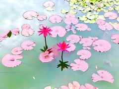 -国家植物园