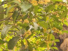 -上海佘山国家森林公园天马山园