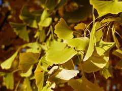 -三里屯东五街银杏大道