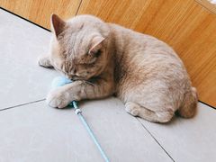 -Catmate·猫肥家润(金润铂宫店)