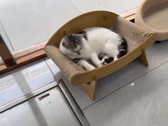 -宠欣安宠物医院·包河区中心医院