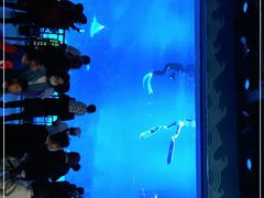 -烟台海昌鲸鲨海洋公园