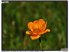 -木兰围场