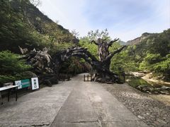 -龙湾潭国家森林公园