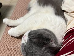 -北京观赏动物医院·24小时大型综合·猫专科·异宠专科