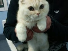 -喵的天空名猫咖啡馆·撸猫·猫舍·用品