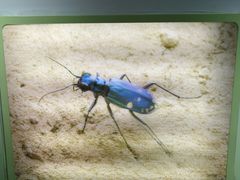 -上海昆虫博物馆