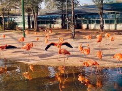 -鄂尔多斯野生动物园